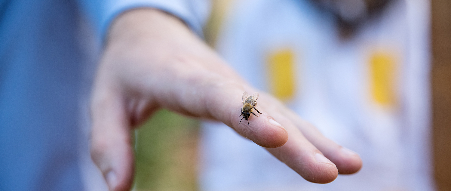 What is Good for Bee Sting? One Dose